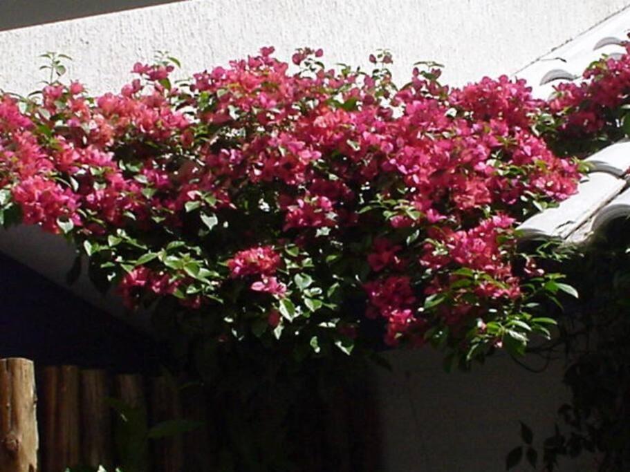 Morada Das Flores Porto Alegre Ngoại thất bức ảnh